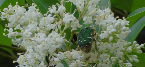 DSC00300