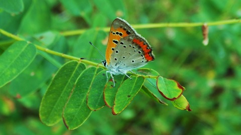 ベニシジミ acd91fcf-s.jpg