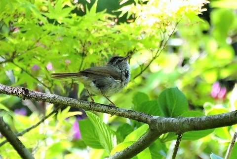 ウグイスの印象 : 土佐料理 旬の鰹がゆく！