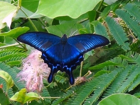 カラスアゲハ