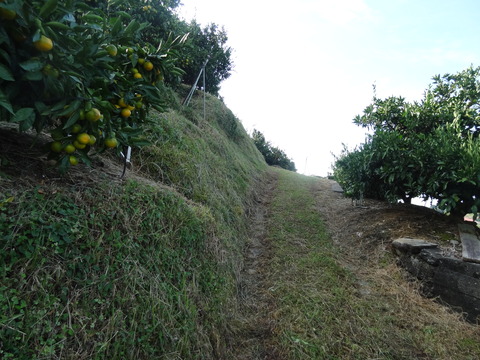 DSC08239