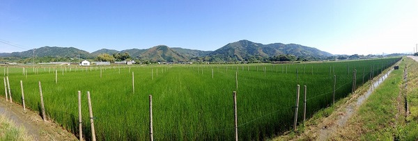 IMG_1407
