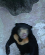のいち動物公園/マレー熊