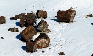 Petrified Forest 03