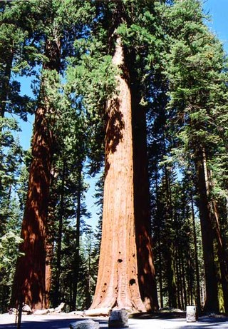 sequoia national park 08