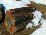 Petrified Forest 01