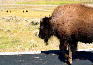 amrica bison 8