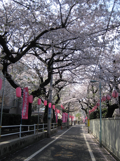 桜の里公園(公園前桜並木)
