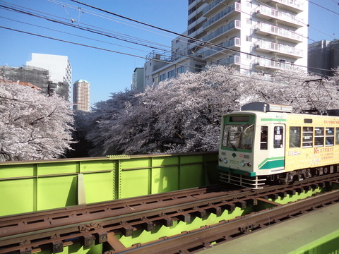 都電と桜【面影橋付近)