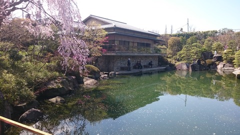 目白庭園の桜