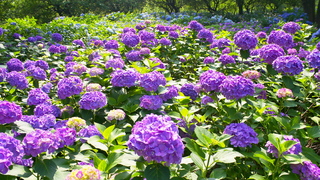 c3c075b9.jpg