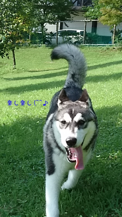 サラダパーク1