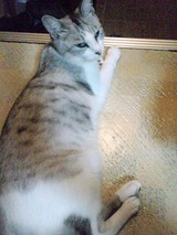 ぬこ22