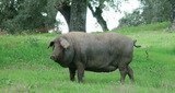 600_iberico41