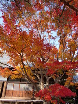 紅葉1