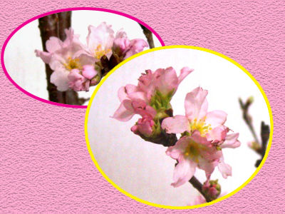 sakura3�Υ��ԡ�