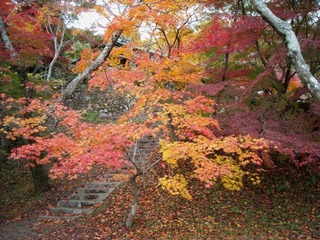 勝持寺6