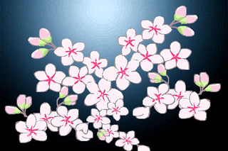 sakura5