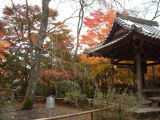 勝持寺西行桜