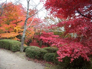 勝持寺8