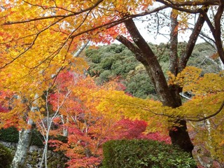 勝持寺7