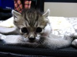 ぴー助