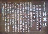 将軍杉説明