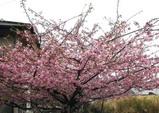 伊豆桜