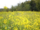 菜の花