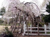 豊島家の桜