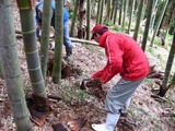 筍掘り