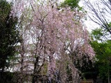 豆桜