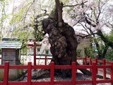 天満宮幹