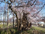 神代桜6
