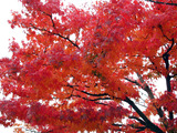 紅葉1
