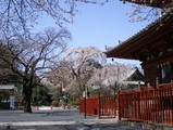 喜多院桜