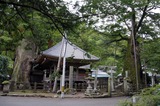 根古屋ケヤキ