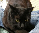 黒猫1