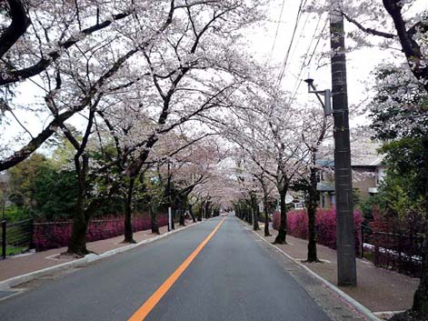 桜並木通り
