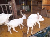 ヤギ犬鶏