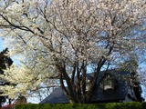 大島桜