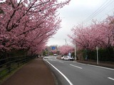 桜並木