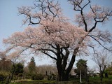 寺子1