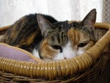すて1