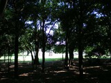 砧公園