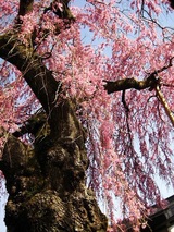 乙姫桜1