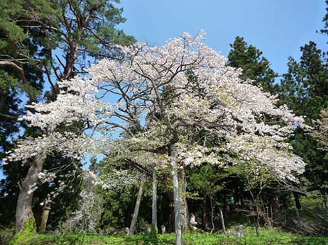 七五三掛桜2