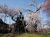 神代桜1