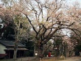 新羅神社