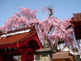乙姫桜